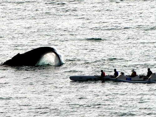 WhaleMaroroCanoe